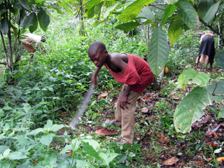 ガーナ、カカオ畑での児童労働