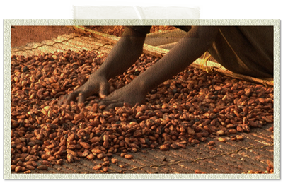 カカオ豆を乾燥させるガーナの人たちの手