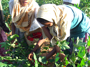 強い日差しの中、農薬まみれのコットン畑で作業する女の子