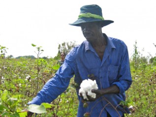 ウガンダのコットン畑で働く男性
