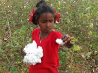 コットン畑で作業をするインドの女の子