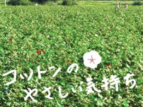 「コットンのやさしい気持ち」プロジェクト