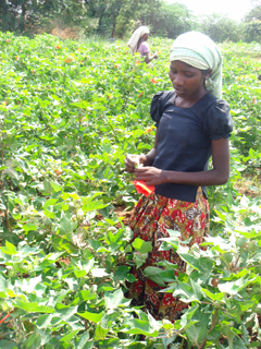 a girl working in cotton farm