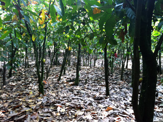 カカオの木が生い茂るカカオ農園
