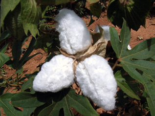 インドのコットン畑で撮影した綿（コットンボール）