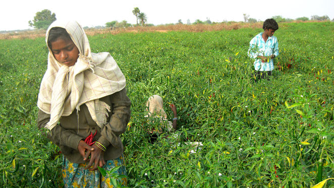 トウガラシの収穫をしているインドの子どもたち