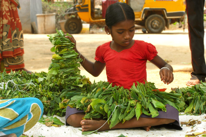 学校を中退してタバコの葉の乾燥させているインドの女の子